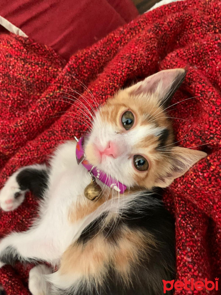 Tekir Kedi, Kedi  Şaziye fotoğrafı