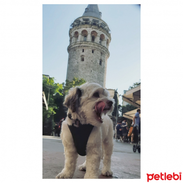 Cairn Terrier, Köpek  HERY fotoğrafı
