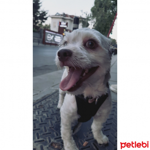 Cairn Terrier, Köpek  HERY fotoğrafı