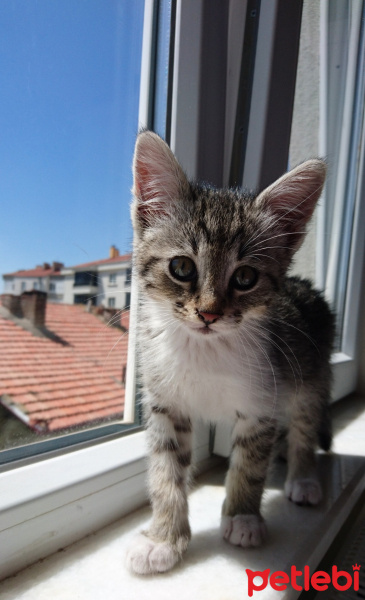 Tekir Kedi, Kedi  Reis fotoğrafı