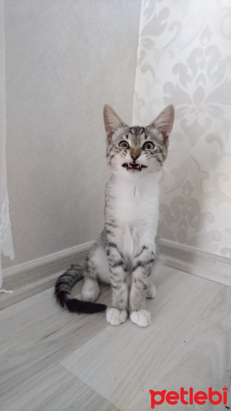 Tekir Kedi, Kedi  Reis fotoğrafı