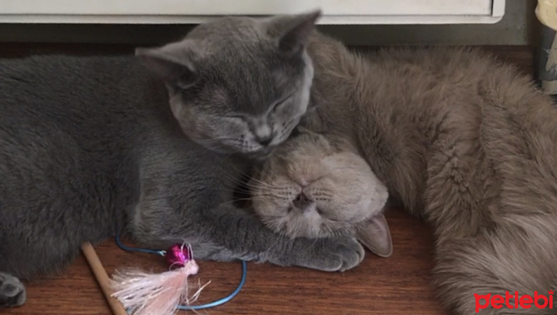 British Shorthair, Kedi  Coco ve Chanel fotoğrafı
