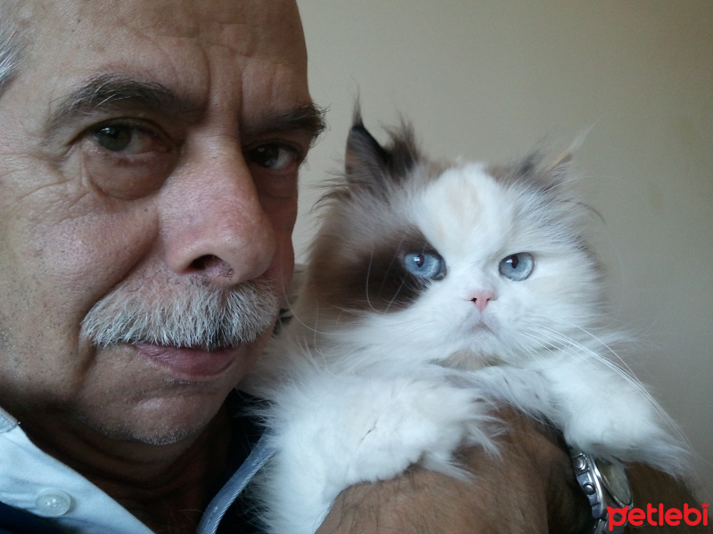 British Shorthair, Kedi  Coco ve Chanel fotoğrafı