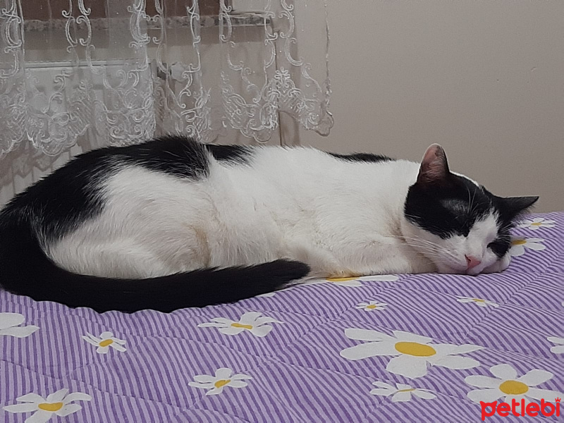 Tuxedo (Smokin) Kedi, Kedi  Schrödinger fotoğrafı