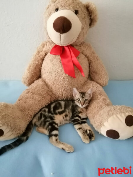 Tekir Kedi, Kedi  Lokum fotoğrafı