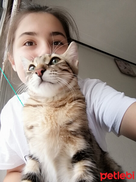 Tekir Kedi, Kedi  Lokum fotoğrafı