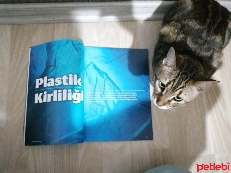 Tekir Kedi, Kedi  Lokum fotoğrafı