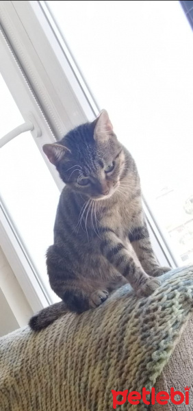 Tekir Kedi, Kedi  MİYA fotoğrafı