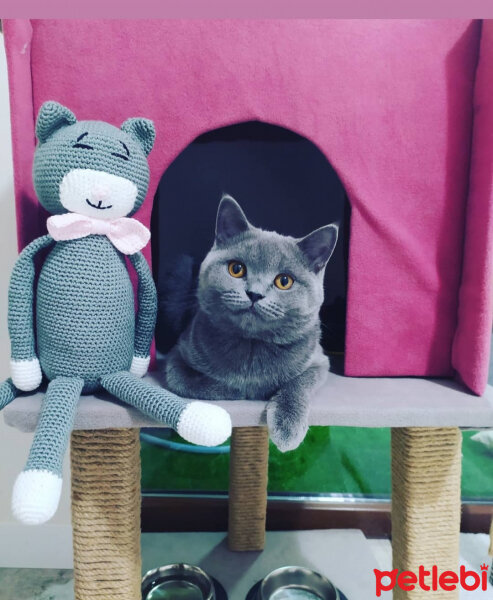 British Shorthair, Kedi  Şila fotoğrafı