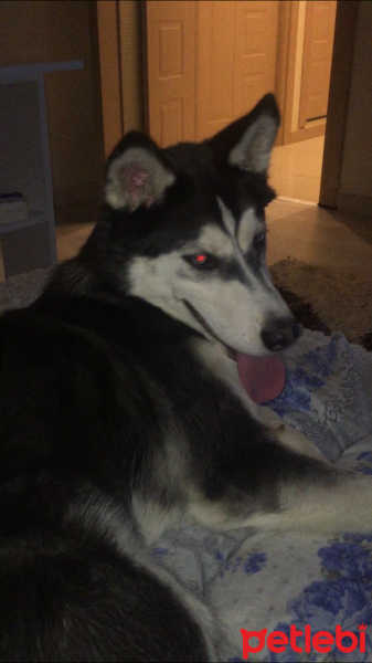 Sibirya Kurdu (Husky), Köpek  Finn fotoğrafı