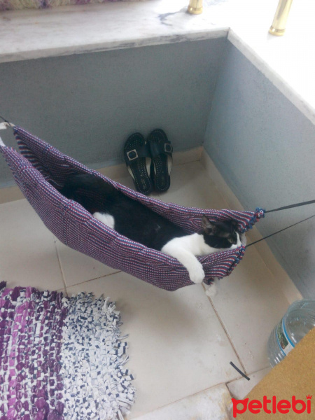 Tekir Kedi, Kedi  kuttili fotoğrafı