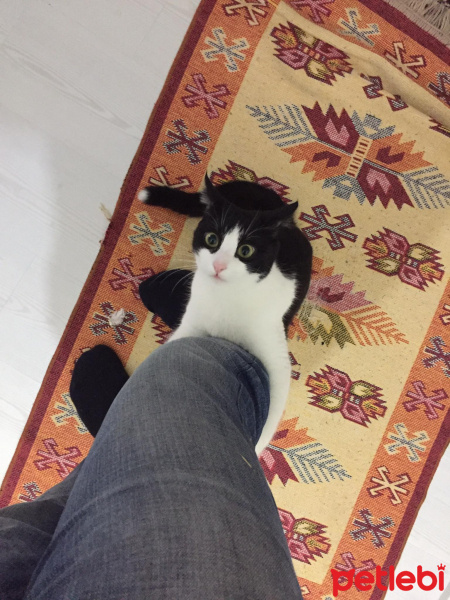 Tekir Kedi, Kedi  kuttili fotoğrafı