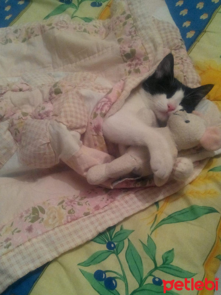 Tekir Kedi, Kedi  kuttili fotoğrafı