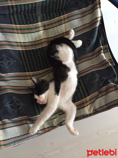 Tekir Kedi, Kedi  kuttili fotoğrafı