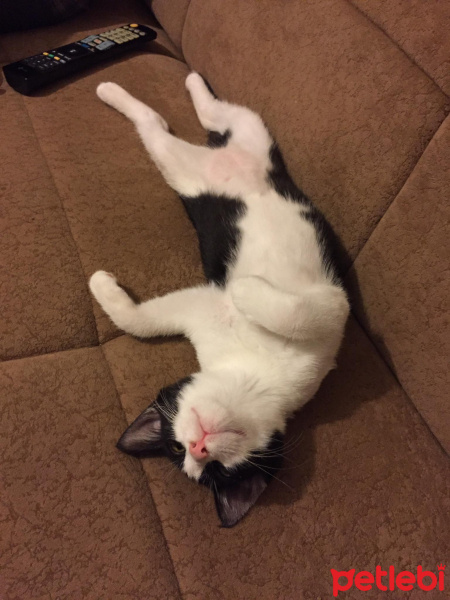 Tekir Kedi, Kedi  kuttili fotoğrafı