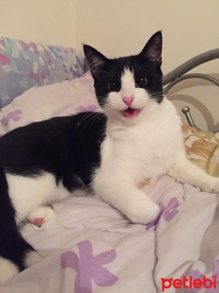 Tekir Kedi, Kedi  kuttili fotoğrafı