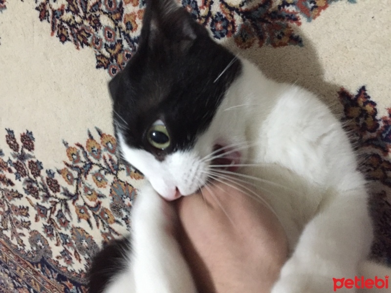 Tekir Kedi, Kedi  kuttili fotoğrafı