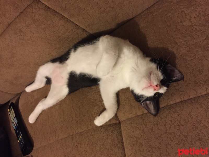 Tekir Kedi, Kedi  kuttili fotoğrafı