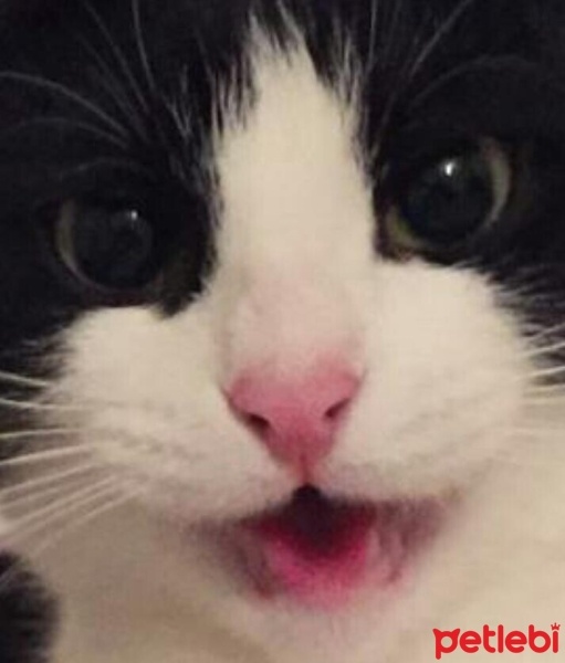 Tekir Kedi, Kedi  kuttili fotoğrafı