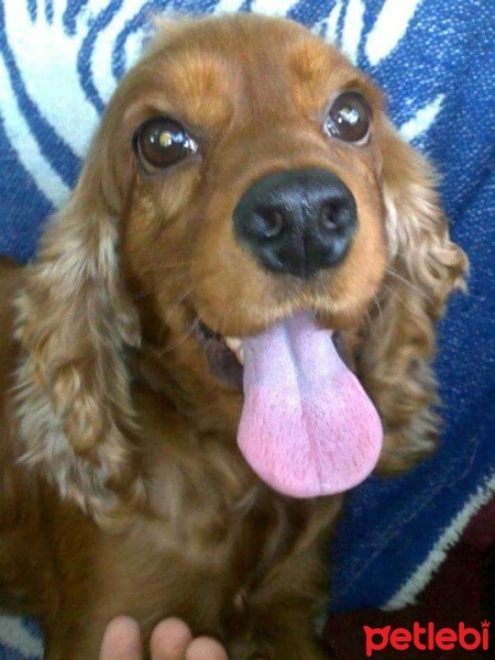 Amerikan Cocker Spaniel, Köpek  Tarçın fotoğrafı