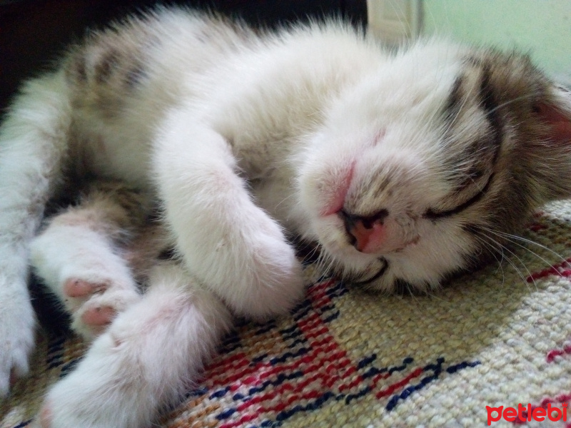 American Wirehair, Kedi  Miya fotoğrafı