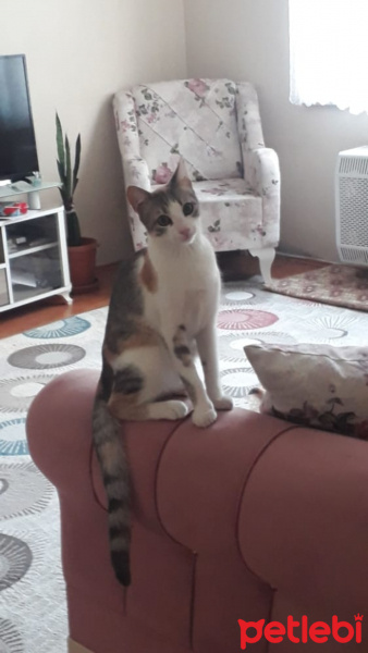 Tekir Kedi, Kedi  Maya fotoğrafı