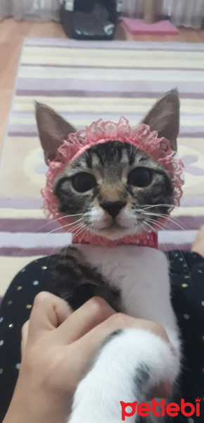 Tekir Kedi, Kedi  şeker fotoğrafı