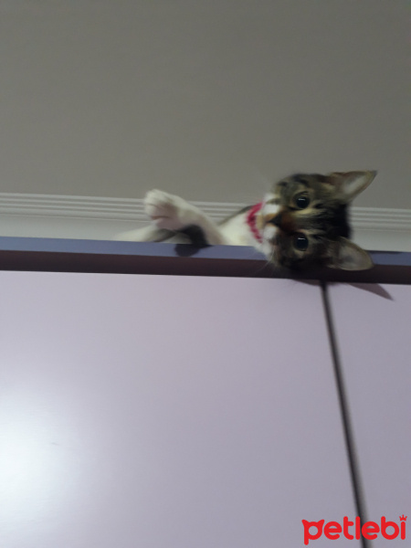 Tekir Kedi, Kedi  şeker fotoğrafı