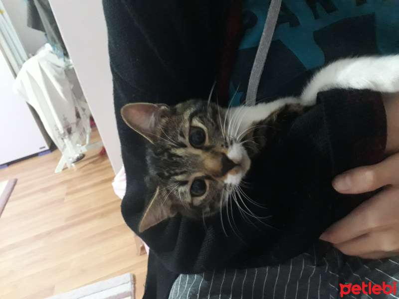 Tekir Kedi, Kedi  şeker fotoğrafı