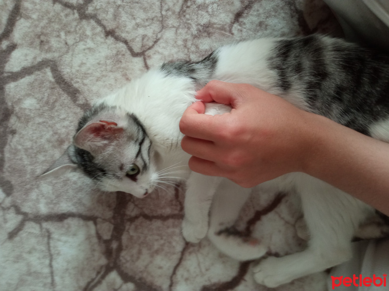 Tekir Kedi, Kedi  Göbüş fotoğrafı