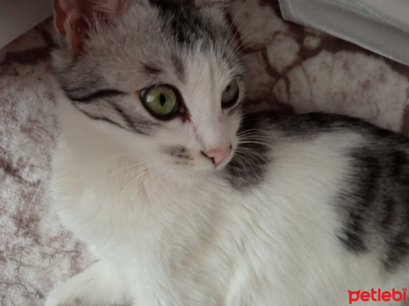 Tekir Kedi, Kedi  Göbüş fotoğrafı