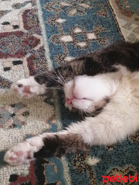 Tekir Kedi, Kedi  Duman Tatlıpati fotoğrafı