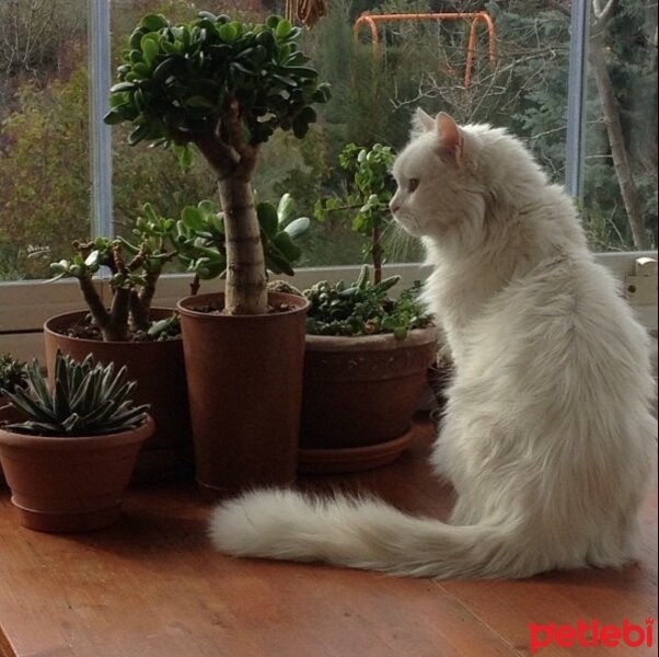 Van Kedisi, Kedi  Sütlaç fotoğrafı