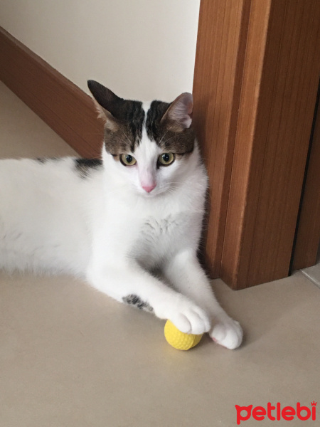 Tekir Kedi, Kedi  Boncuk fotoğrafı