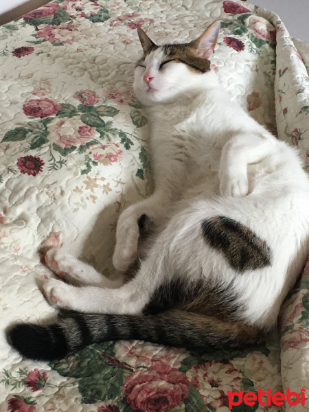 Tekir Kedi, Kedi  Boncuk fotoğrafı