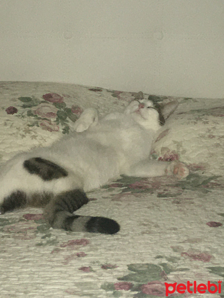 Tekir Kedi, Kedi  Boncuk fotoğrafı