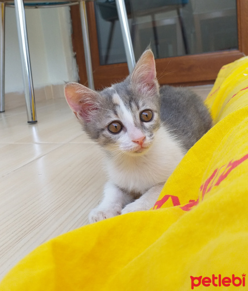Manx, Kedi  Bulut fotoğrafı