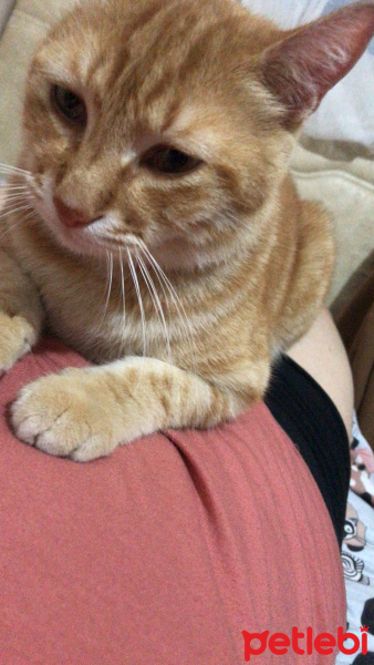 Sarman, Kedi  Peter fotoğrafı