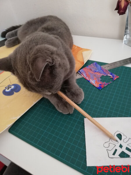 British Shorthair, Kedi  Gölge fotoğrafı