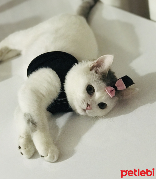 Tekir Kedi, Kedi  Paris fotoğrafı