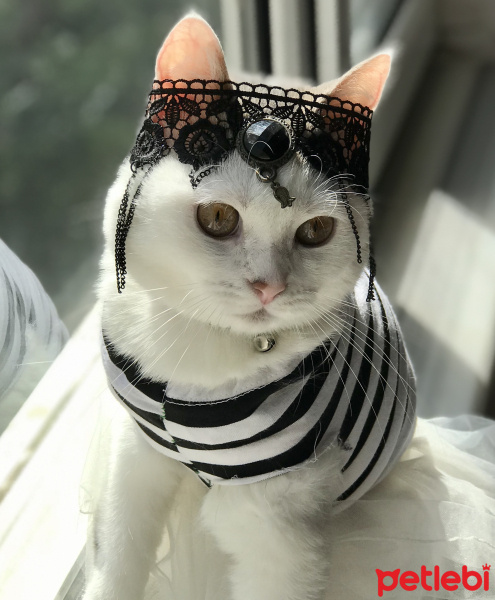 Tekir Kedi, Kedi  Paris fotoğrafı