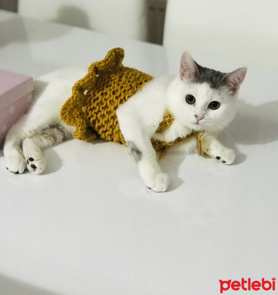Tekir Kedi, Kedi  Paris fotoğrafı