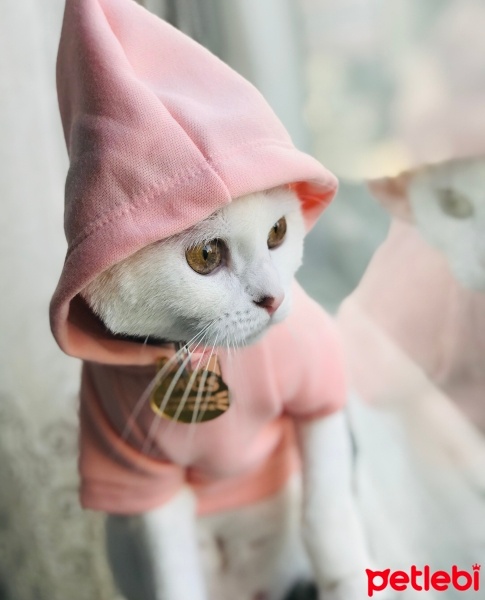 Tekir Kedi, Kedi  Paris fotoğrafı