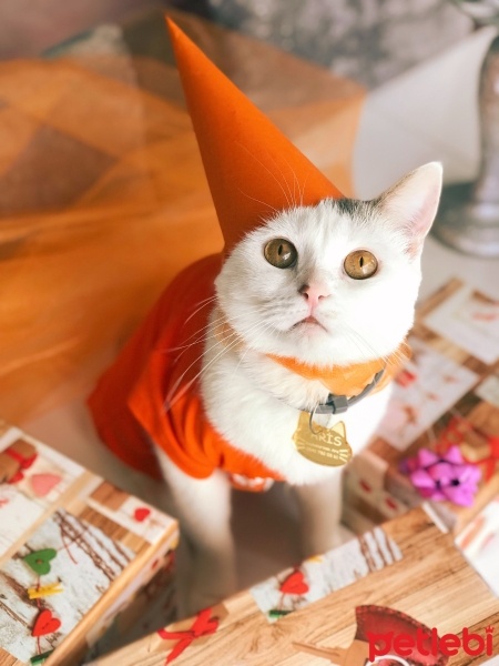 Tekir Kedi, Kedi  Paris fotoğrafı