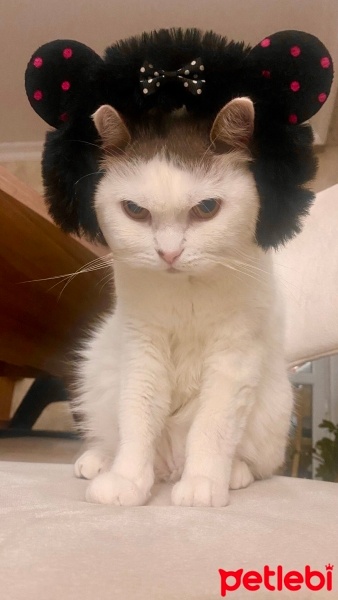 Tekir Kedi, Kedi  Paris fotoğrafı