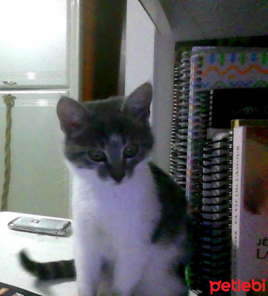 Tekir Kedi, Kedi  Lily fotoğrafı