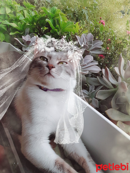 Tekir Kedi, Kedi  Lily fotoğrafı