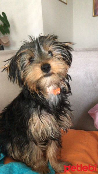 Yorkshire Terrier, Köpek  Bambi fotoğrafı