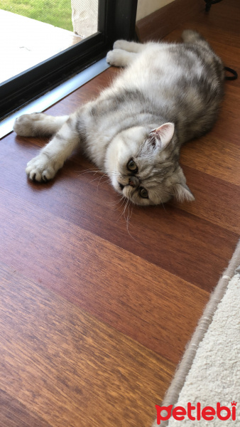 Exotic Shorthair, Kedi  Exotic shorthair ori fotoğrafı