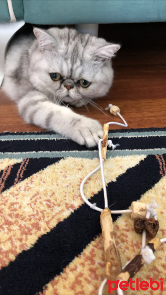 Exotic Shorthair, Kedi  Exotic shorthair ori fotoğrafı